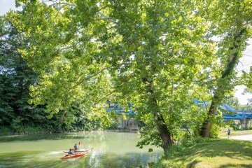 a boat floating on top of a tree