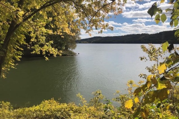 a tree next to a body of water